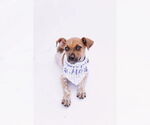 Small Photo #11 Mutt Puppy For Sale in Princeton, MN, USA