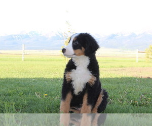 Bernese Mountain Dog Puppy for sale in HORN CREEK, CO, USA