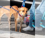 Small #8 Mountain Cur Mix