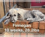 Puppy Finnegan Irish Wolfhound
