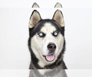 Siberian Husky Dogs for adoption in Pasadena, CA, USA