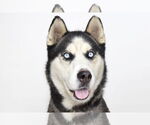 Small Siberian Husky