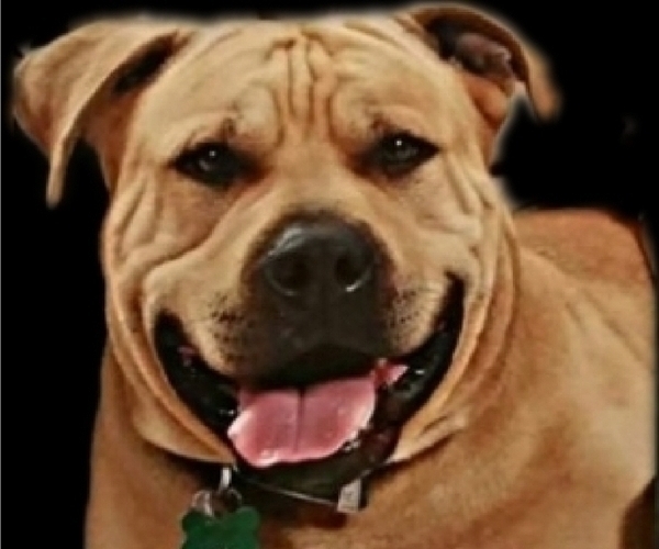 Medium Photo #1 American Pit Bull Terrier-Cane Corso Mix Puppy For Sale in SUISUN CITY, CA, USA