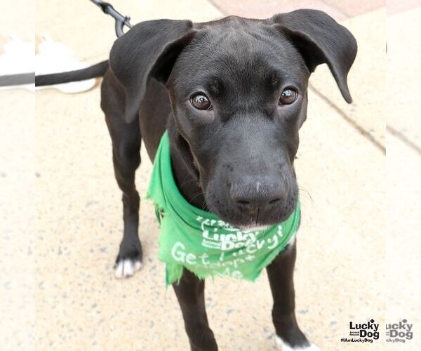 Medium Photo #3 Labrador Retriever-Retriever  Mix Puppy For Sale in Washington, DC, USA