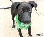 Small Photo #3 Labrador Retriever-Retriever  Mix Puppy For Sale in Washington, DC, USA