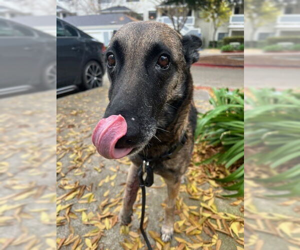 Medium Photo #2 Mutt Puppy For Sale in Imlay City, MI, USA