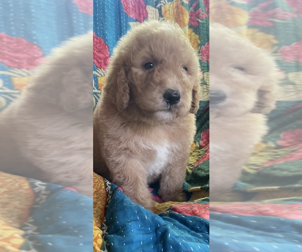 Medium Photo #1 Bernedoodle Puppy For Sale in BUFFALO GAP, TX, USA