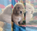 Puppy 6 Bernedoodle