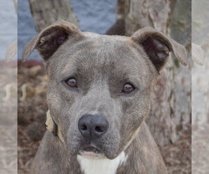 American Staffordshire Terrier-Catahoula Leopard Dog Mix Dogs for adoption in Huntley, IL, USA