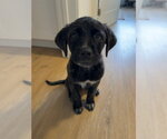 Small #2 Labrador Retriever Mix