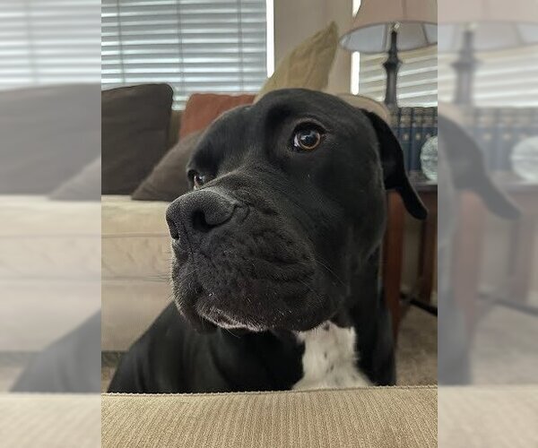 Medium Photo #10 American Staffordshire Terrier-Unknown Mix Puppy For Sale in Lake Forest, CA, USA