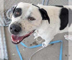 Mastiff-Unknown Mix Dogs for adoption in Bakersfield, CA, USA