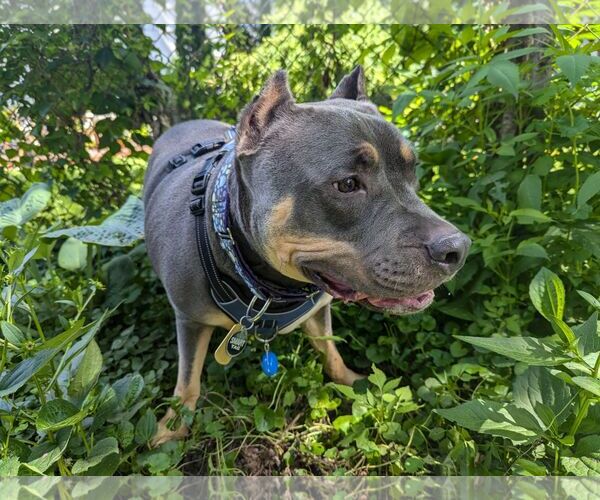 Medium Photo #2 American Pit Bull Terrier Puppy For Sale in Belleville, MI, USA