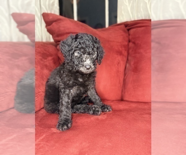 Medium Photo #2 Labradoodle mix (+ Poodle Standard) Puppy For Sale in MOKELUMNE HILL, CA, USA