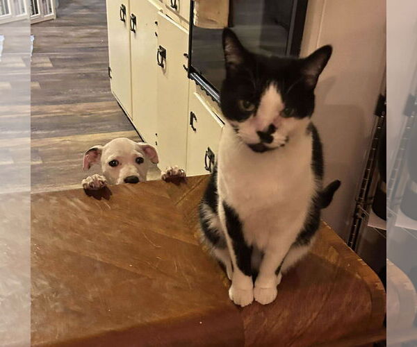 Medium Photo #10 Staffordshire Bull Terrier-Unknown Mix Puppy For Sale in pomfret, CT, USA