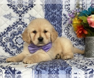 Golden Retriever Puppy for sale in LANCASTER, PA, USA