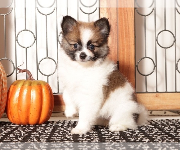 Medium Photo #3 Pomeranian Puppy For Sale in NAPLES, FL, USA