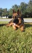 Small Photo #1 German Shepherd Dog Puppy For Sale in ANDERSON, SC, USA