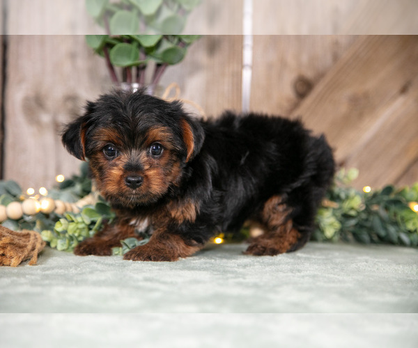 Medium Photo #1 Yorkshire Terrier Puppy For Sale in GREENWICH, OH, USA