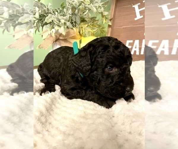Medium Photo #17 Labradoodle-Poodle (Standard) Mix Puppy For Sale in MIDDLESEX, NC, USA