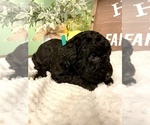 Small Photo #17 Labradoodle-Poodle (Standard) Mix Puppy For Sale in MIDDLESEX, NC, USA