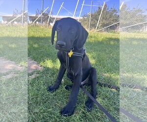 Labrador Retriever-Unknown Mix Dogs for adoption in Sandy, UT, USA