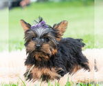 Puppy Rosaria Yorkshire Terrier