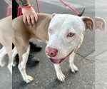 Small #3 American Staffordshire Terrier Mix