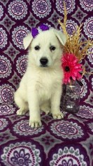 German Shepherd Dog Puppy for sale in EDEN, PA, USA