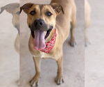 Small #1 American Pit Bull Terrier-Rhodesian Ridgeback Mix