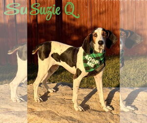 Suzie Q - Female Treeing Walker Coonhound Dog for Adoption - Photo #2
