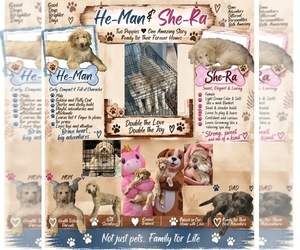 Aussiedoodle Miniature -Poodle (Standard) Mix Puppy for sale in COLLINSVILLE, MS, USA