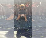 Puppy Cinnamon French Bulldog