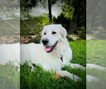 Small #3 Great Pyrenees