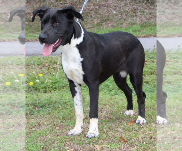 Medium Photo #1 Labrador Retriever-Unknown Mix Puppy For Sale in Prattville, AL, USA