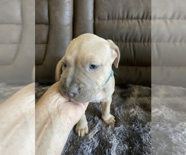 Medium Photo #4 American Pit Bull Terrier Puppy For Sale in TACOMA, WA, USA