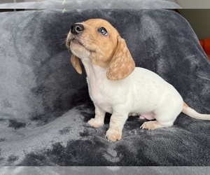Dachshund Dog for Adoption in SCHAUMBURG, Illinois USA