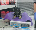 Small #3 Border Terrier Mix