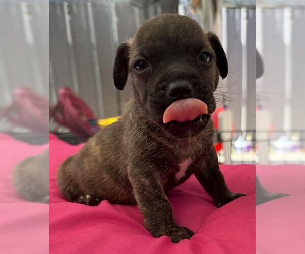 Medium Photo #4 French Bull Weiner Puppy For Sale in Los Angeles, CA, USA
