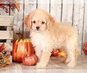Cock-A-Poo Puppy for sale in MOUNT VERNON, OH, USA