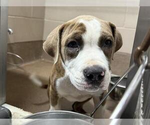 American Pit Bull Terrier-Unknown Mix Dogs for adoption in Aurora, IL, USA