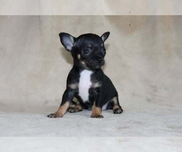 Medium Photo #1 Chihuahua Puppy For Sale in HUDSONVILLE, MI, USA