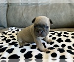 Small #35 French Bulldog