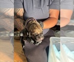 Small Photo #18 Cane Corso Puppy For Sale in CASTRO VALLEY, CA, USA