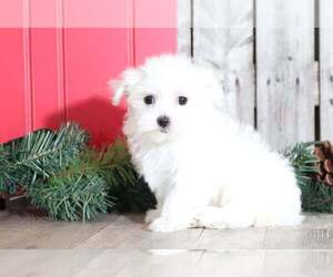 Maltese Puppy for sale in MOUNT VERNON, OH, USA