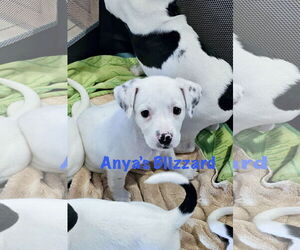 Labrador Retriever-Unknown Mix Dogs for adoption in Rockaway, NJ, USA