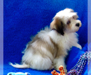 Havachon Puppy for sale in GRUNDY CENTER, IA, USA