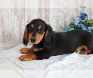 Dachshund Puppy for sale in SHILOH, OH, USA