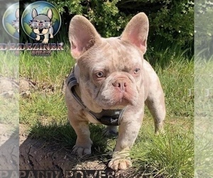 Father of the French Bulldog puppies born on 10/07/2020