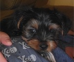 Puppy Duke Yorkshire Terrier